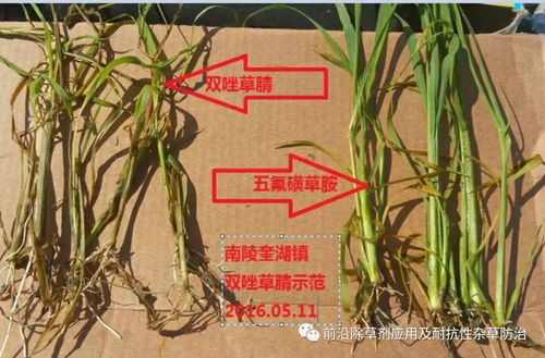 水稻田里的新朋友：双唑草腈除草剂