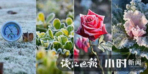 创新种植方法与注意事项