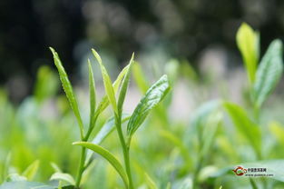 揭秘：银针茶的分类与种植技巧，提升茶叶品质！