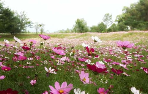 那朵粉嫩的花，是桃花吗？