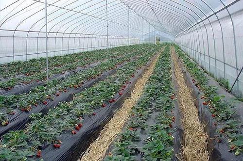 圆白菜Zui好的吃法是干煲huo者是涮火锅。而且圆白菜生吃hen容易中毒。前几年老家有一户人家盖新房帮工的人们吃了不熟的圆白菜quan部中毒其中有几人重症再说说是死了三个。在我们当地引起了fei常大的轰动从那以后圆白菜在我们当地的销量。减少了hen多。suo以圆白菜jue对不Neng生吃。