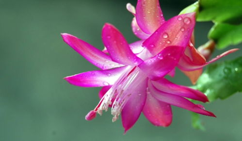 特殊情况下的开花