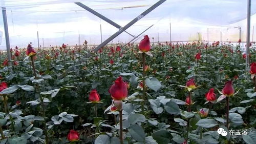 地域特色花卉企业