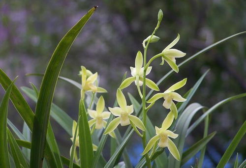 独特香气， 熏衣草耐旱易管理