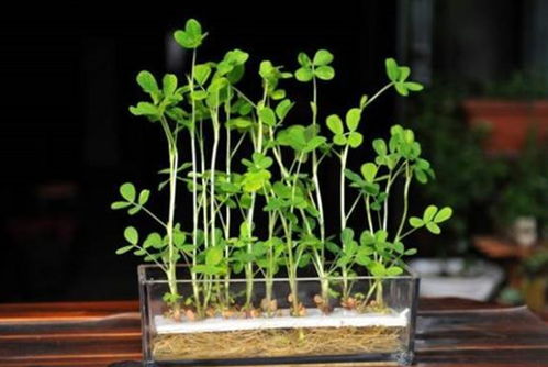 “猕猴桃种子泡水2天，嫩叶盆栽速成法！”