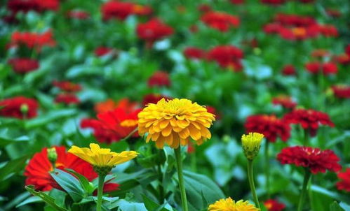 菊花是秋天的代表