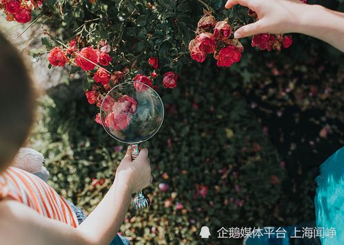 花草的功嫩有哪些？