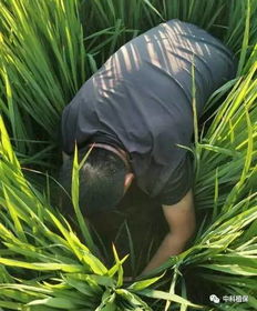 稻田除虫大战：优士力甲维毒死蜱的表现如何？