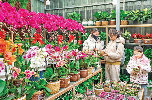 花卉市场经营建议