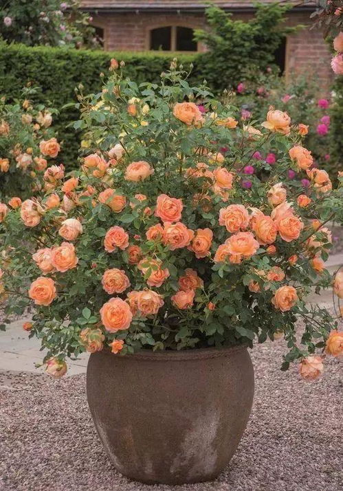 长度有限， 满足需求