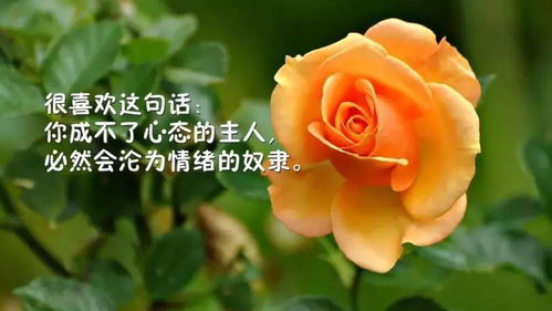 黄色玫瑰的花语“绽放着太阳的微笑”有什么特别的寓意吗