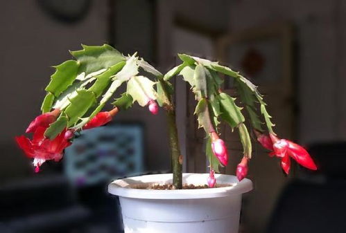 蟹爪兰嫁接到仙人掌上需要注意哪些步骤和技巧