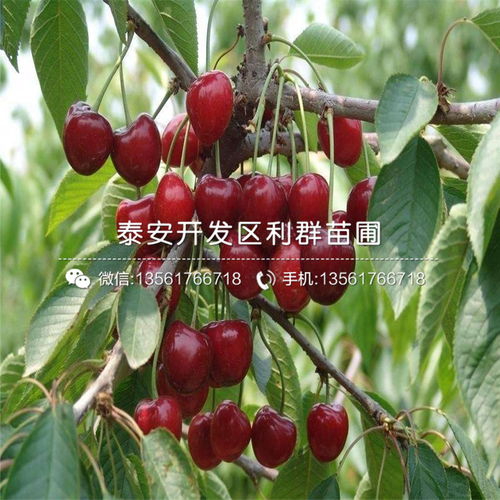 “樱桃图片大全哪里找？海量美图等你来翻牌