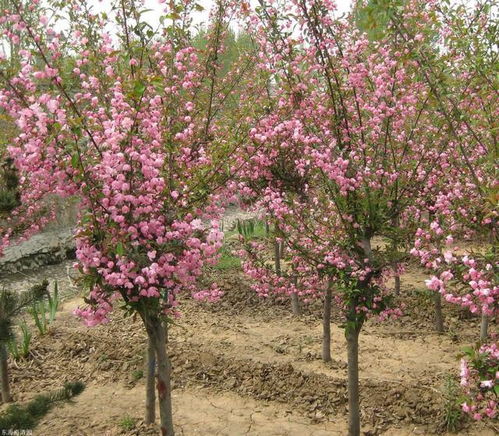 4. 永定河古堤东畔