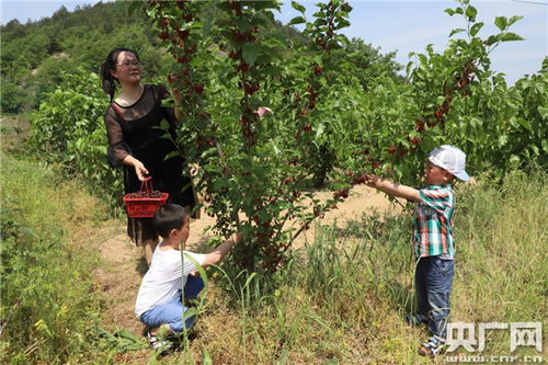 幸福树栽植时需要注意哪些技术要点