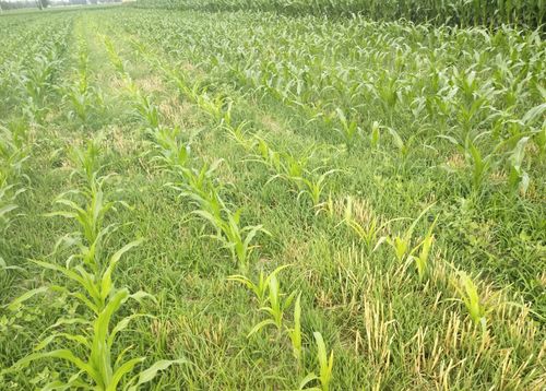 大蒜施肥：如何选择合适的肥料