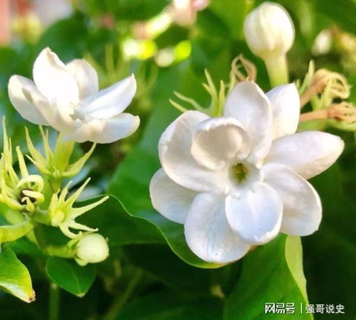 茉莉花：清香宜人