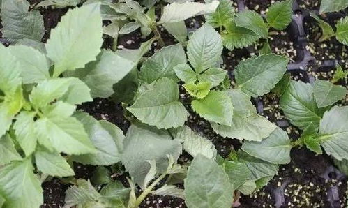 私信TA生石花的种植方法