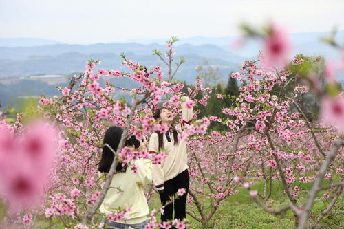 桃花绽放却无叶，为何春意未满枝