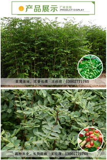 结香花在园艺界的困惑
