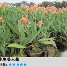 水生花卉与生态浮岛