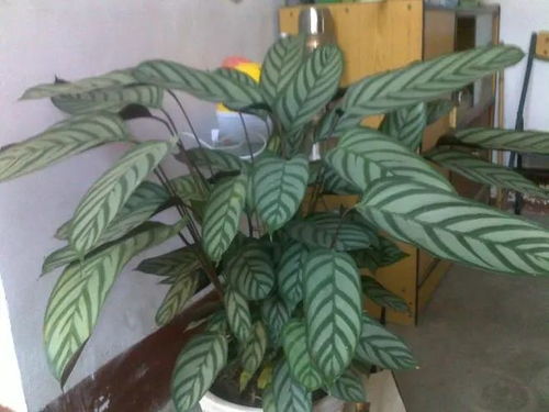 低等植物中哪些好养且适合作为观赏植物