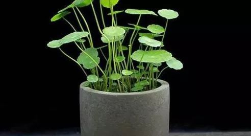 无孔花盆搭配技巧，打造清新绿意家居首选