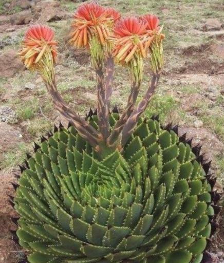 如何判断植物是否适应当地气候