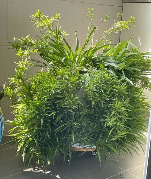 吊兰如何养成露根盆景？如何让根部自然裸露