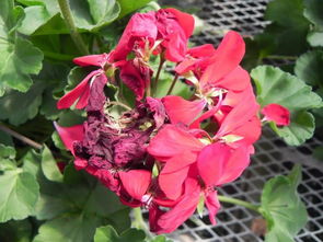 灰霉病的症状，你认得吗？