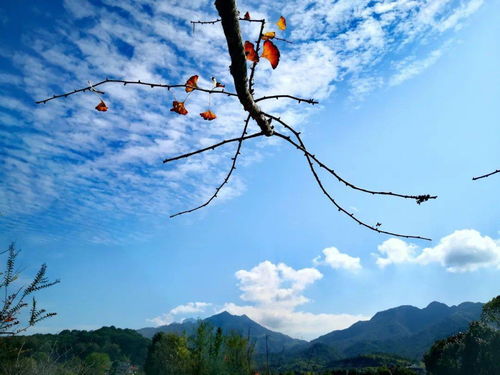 江西银杏树披金甲，这美景还不快来云打卡吗？错过了可就真的没有了！