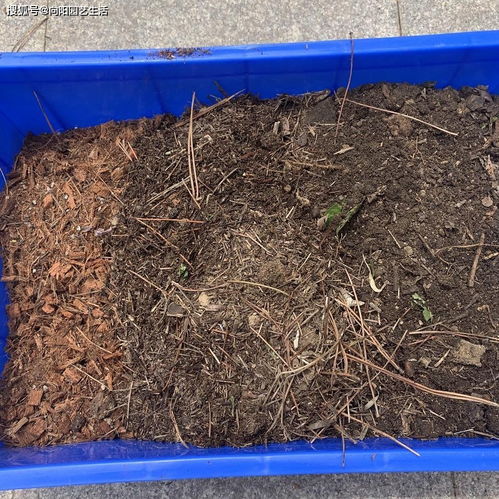 阳台种植， 享受新鲜蔬菜