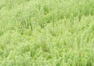 亚麻纤维，源于亚麻植物