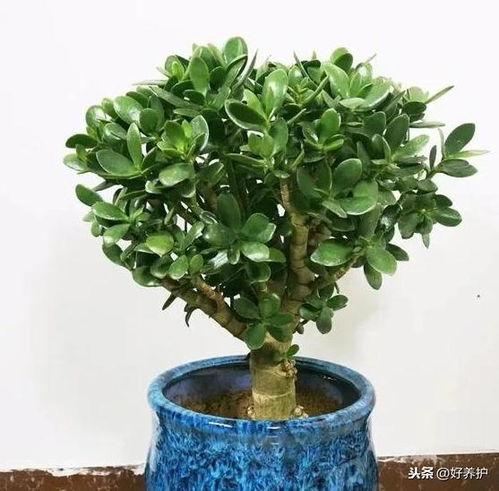 玉树夏天怎么养护才能安全度夏？