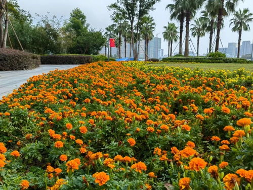 小菊鲜花色泽渐淡，为何如此迅速