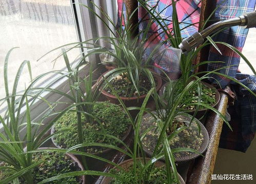 如何自制肥水浇灌兰花，了解肥水成分及制作方法