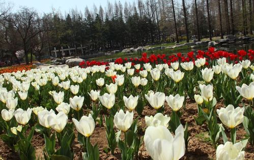 盘点8款耐寒的花草， 零下20度照样生机勃勃，绽放满园冬色