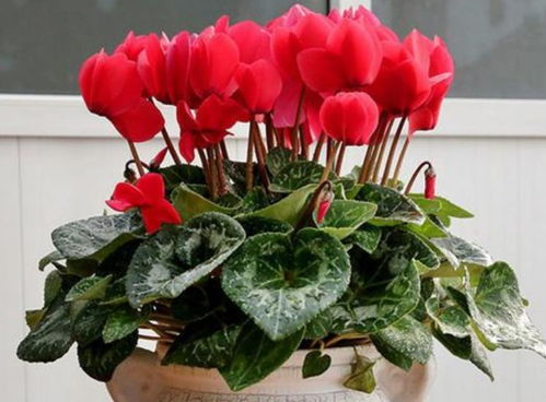 塞北兔：生长速度快， 耐粗饲，抗病力强