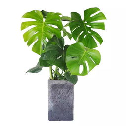 2016吸甲醛植物排行榜揭晓！你家养对植物了吗
