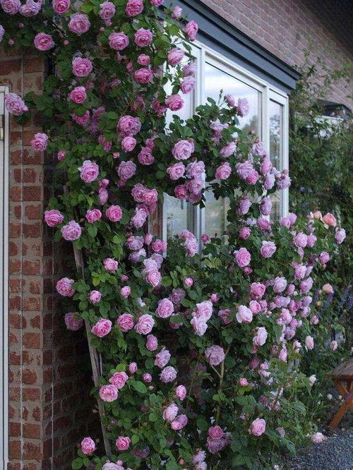 打造美观栅栏花墙， 就靠它了