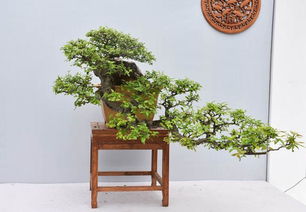 悬崖式盆景：雄伟灵动， 气势磅礴