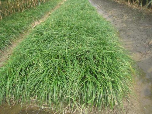 种植麦冬的注意事项