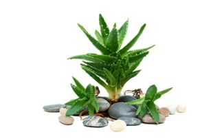 食用芦荟哪种最安全？如何挑选避免踩坑