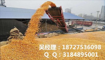 附近哪里有玉米收购点，可以收玉米的地点在哪里？