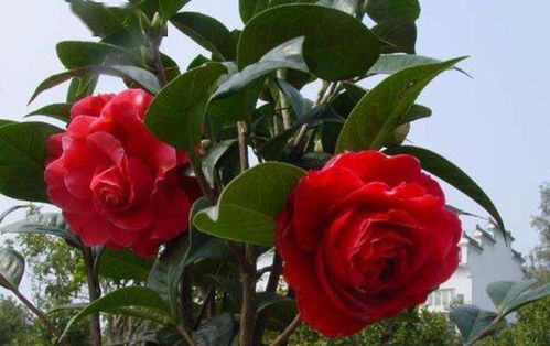 茶花移栽，如何巧妙拆分