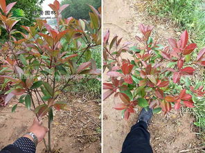 季节土壤技术， 全dou要考究
