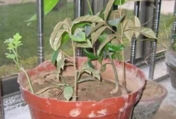 盆栽种菜， 乐趣与挑战并存