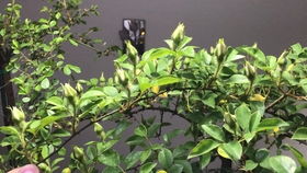 种植月季要注意什么？