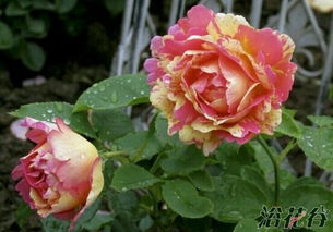 月季花，你真的了解吗？