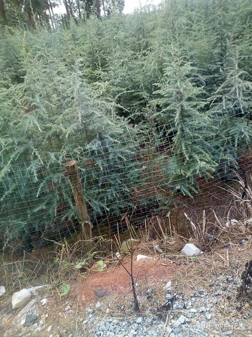 施肥注意事项：合理施用， 避免过量